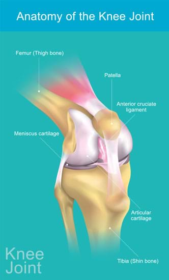 knee joint anatomy